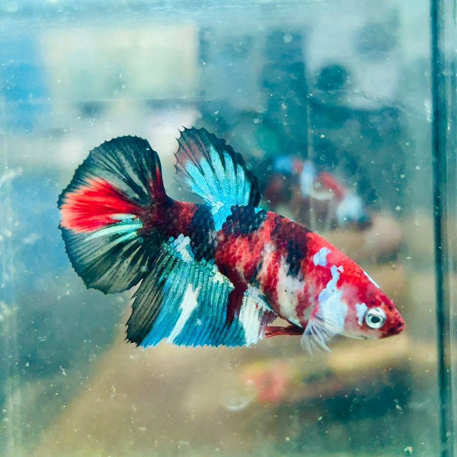 Halfmoon Koi Multicolor Female Betta 089 Female betta