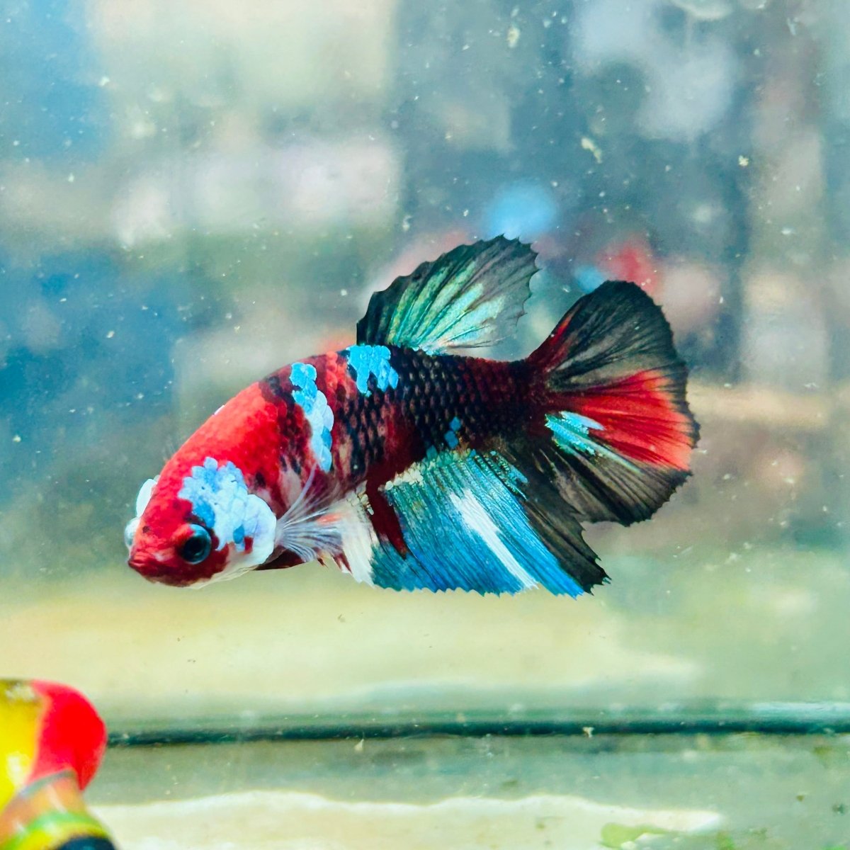 Halfmoon Koi Multicolor Female Betta 089 Female betta