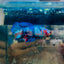 Halfmoon Koi Multicolor Female Betta 125 Female betta