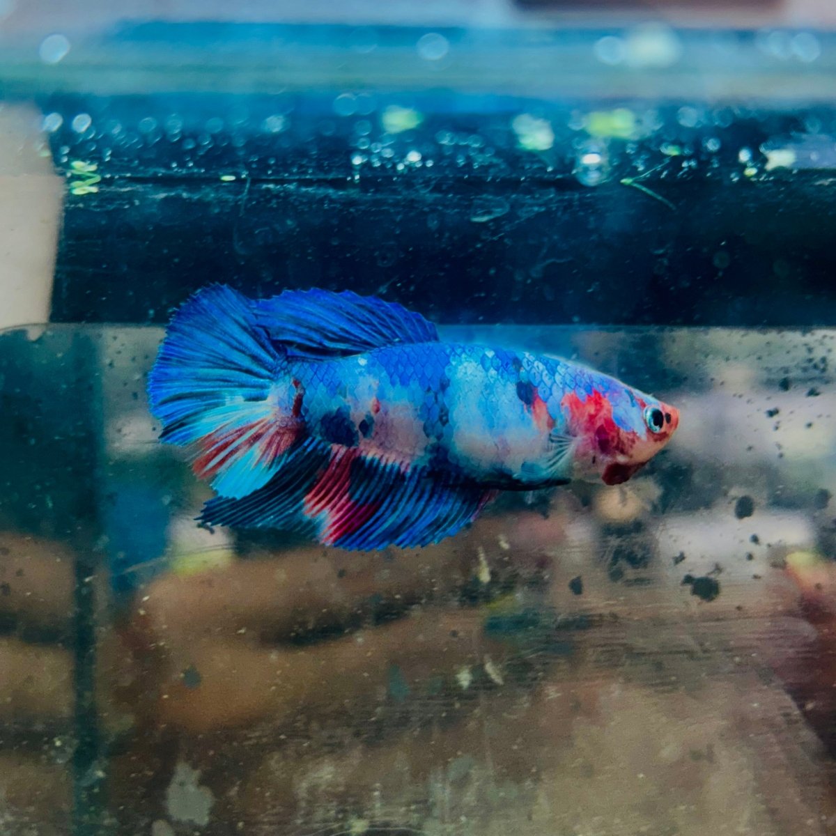 Halfmoon Koi Multicolor Female Betta 125 Female betta