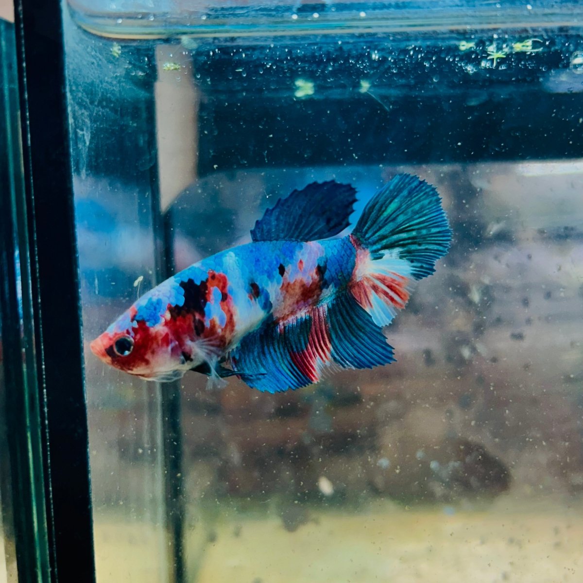 Halfmoon Koi Multicolor Female Betta 125 Female betta