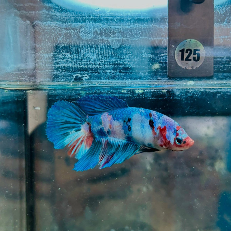 Halfmoon Koi Multicolor Female Betta 125 Female betta
