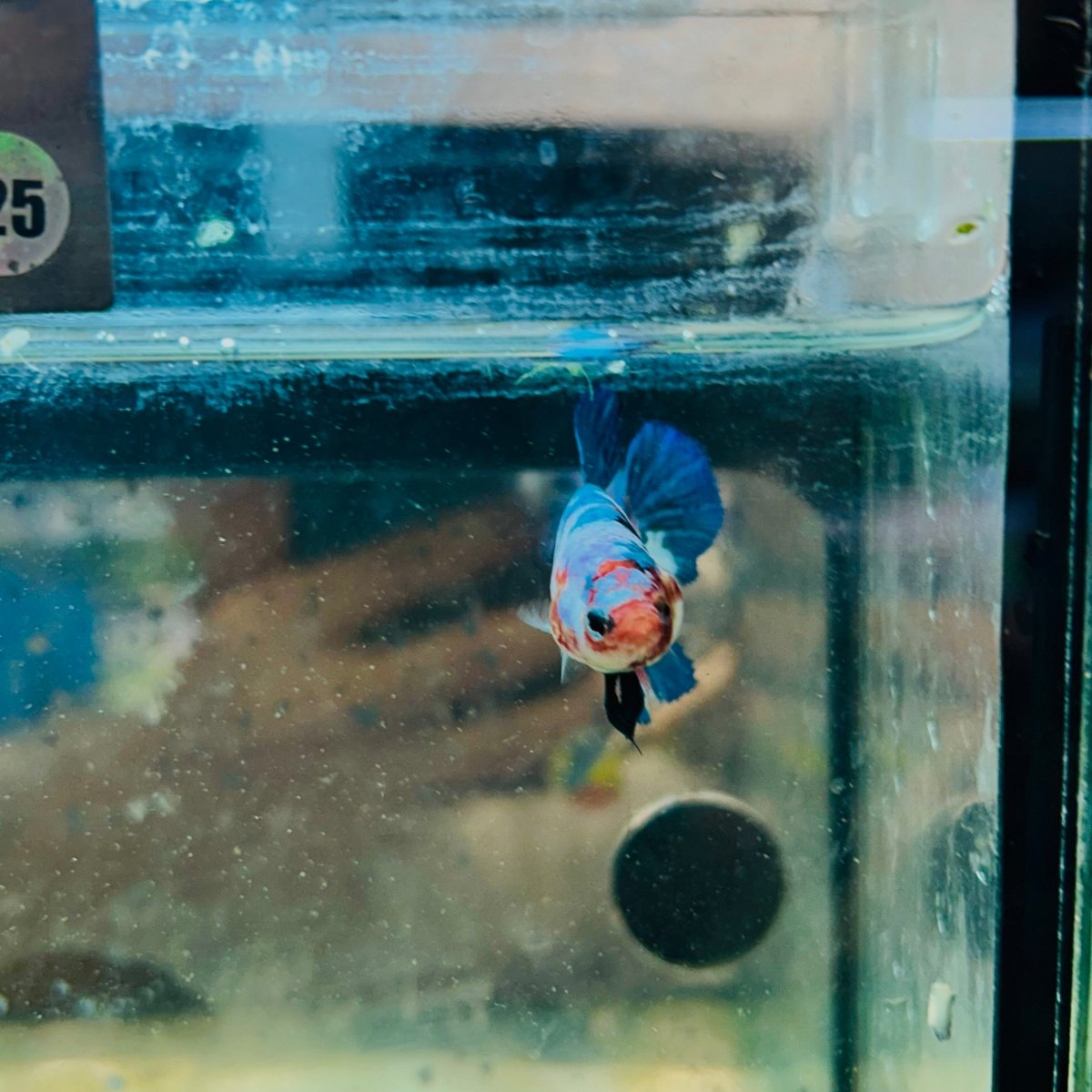 Halfmoon Koi Multicolor Female Betta 125 Female betta