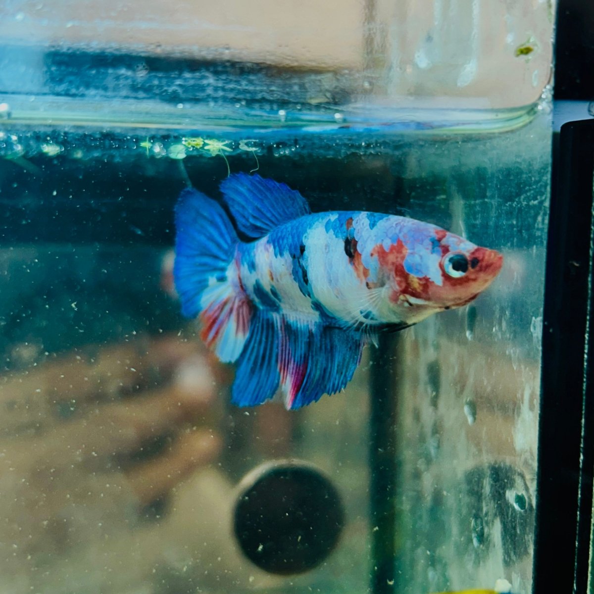 Halfmoon Koi Multicolor Female Betta #125