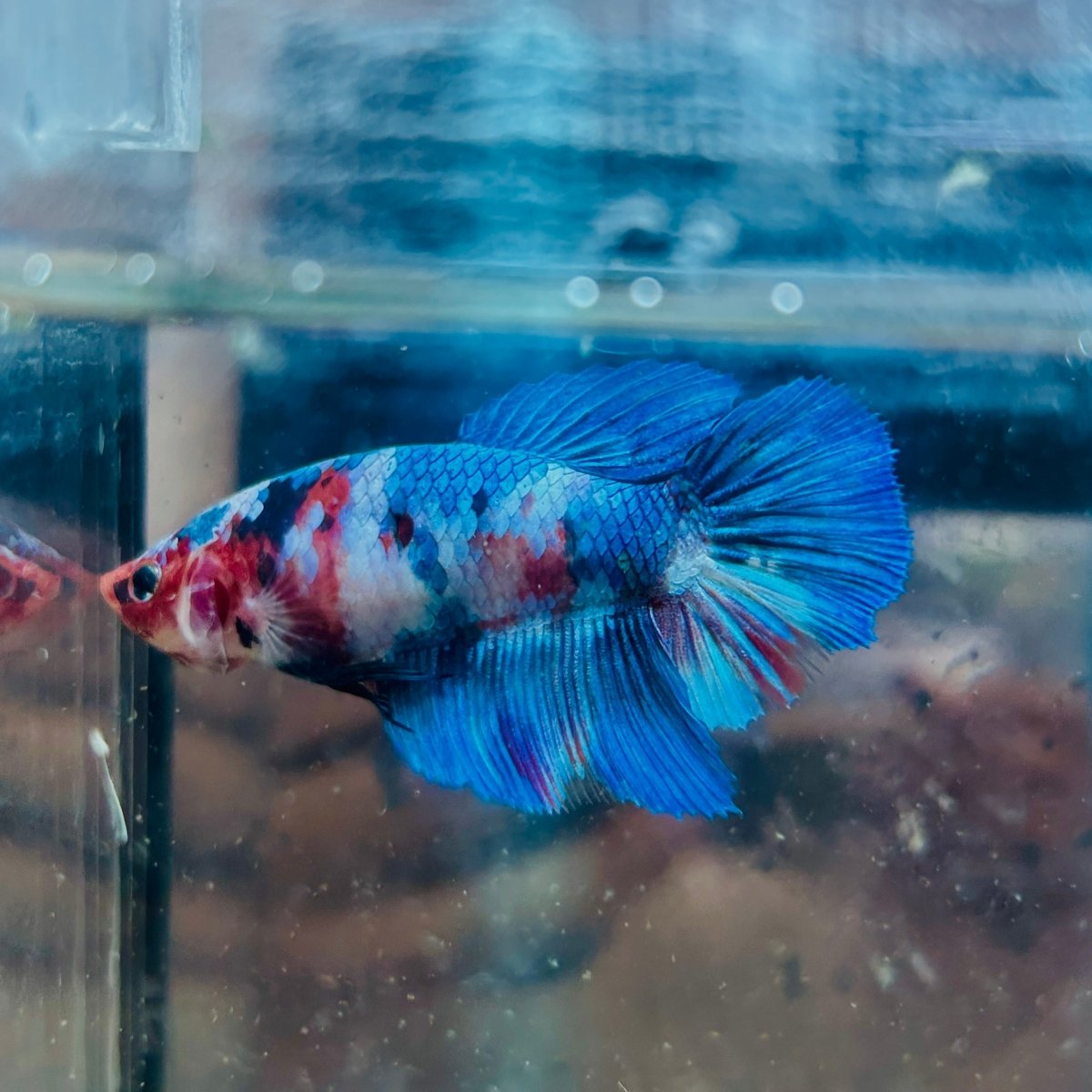 Halfmoon Koi Multicolor Female Betta 125 Female betta