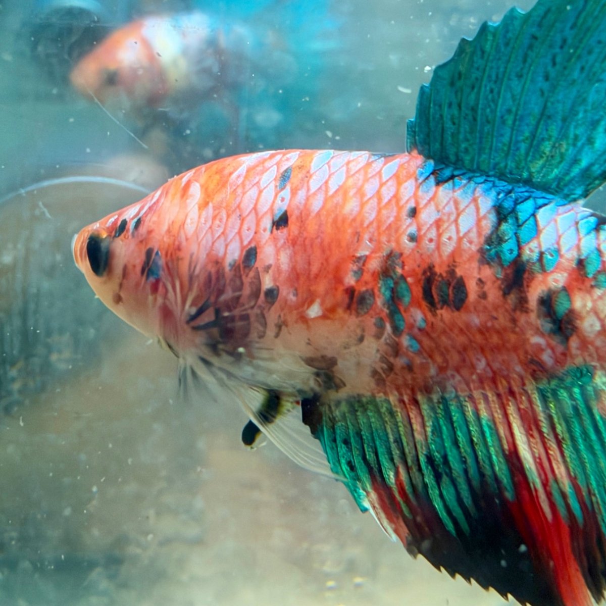 Betta hembra Koi Halfmoon multicolor #125