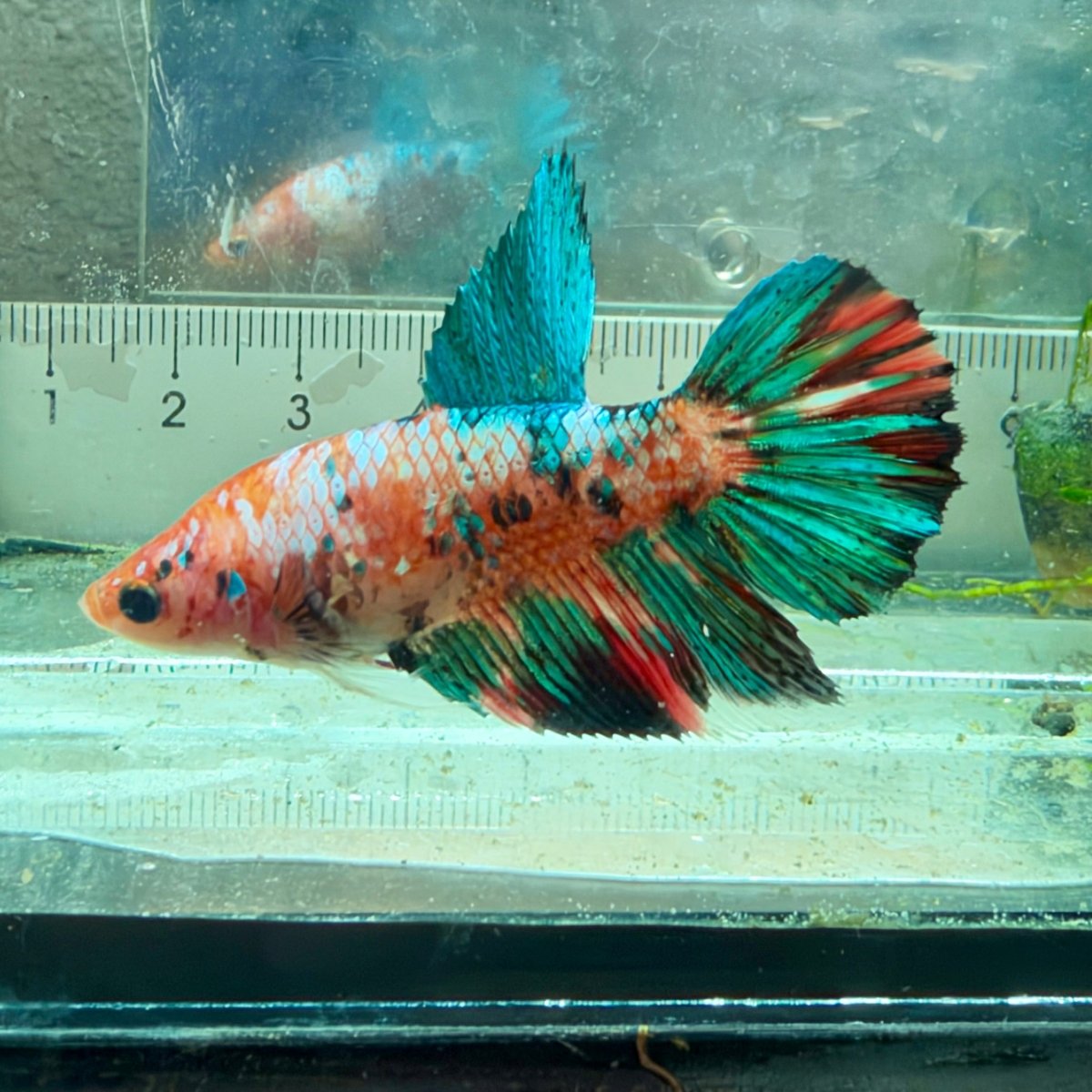 Betta hembra Koi Halfmoon multicolor #125
