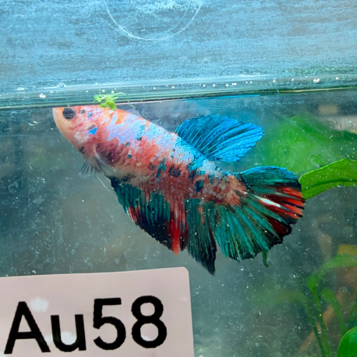 Betta hembra Koi Halfmoon multicolor #125