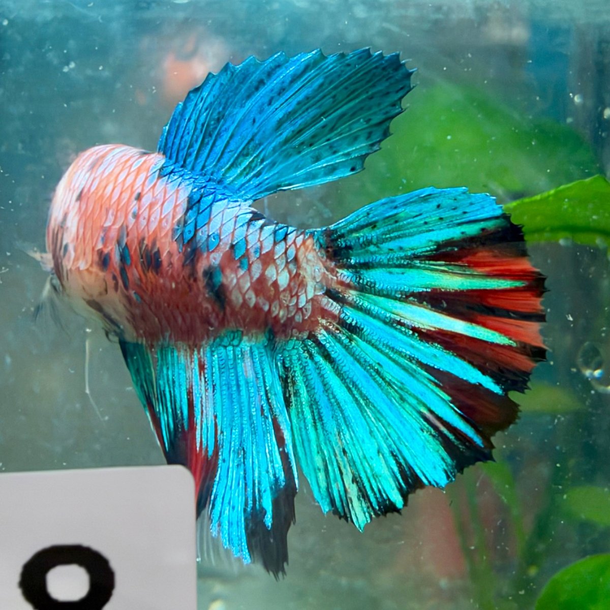 Betta hembra Koi Halfmoon multicolor #125