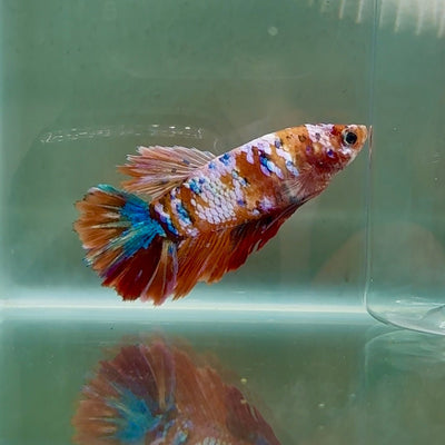 Halfmoon Koi Multicolor Female Betta Au80 Live Betta Fish Female betta