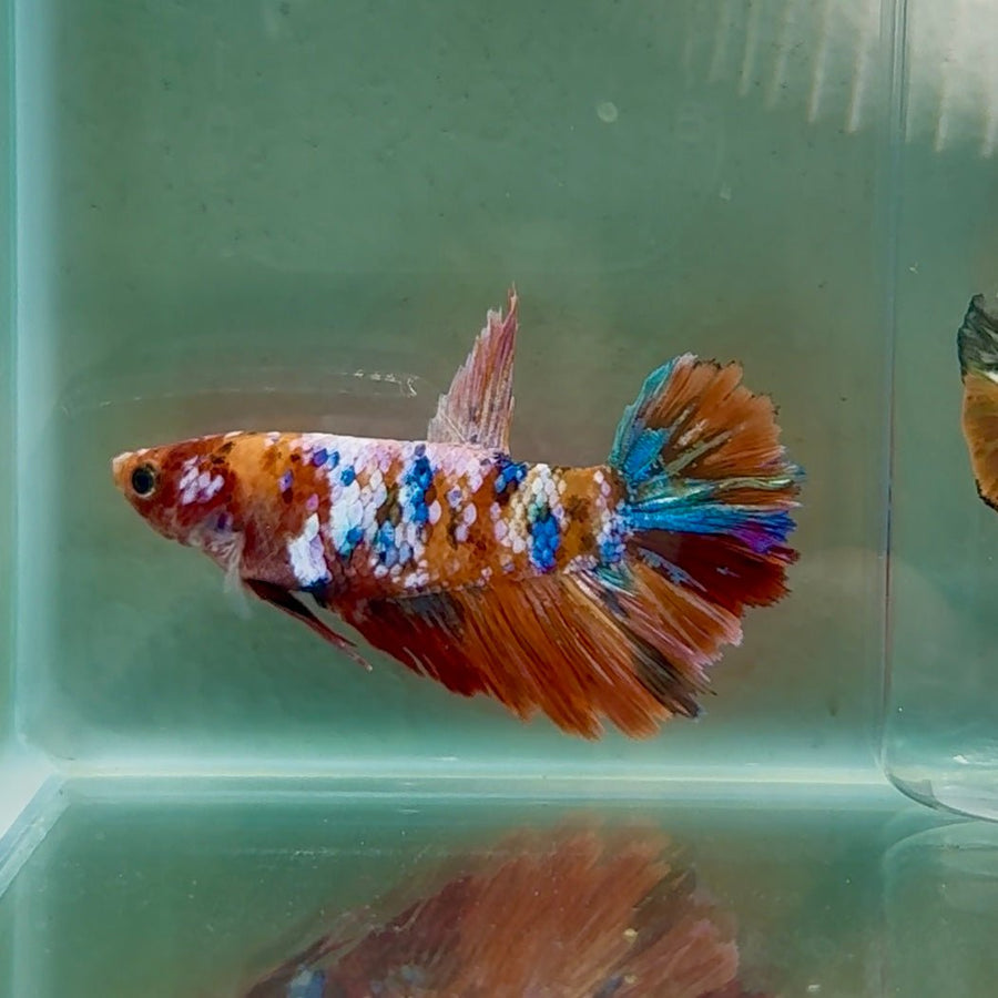 Halfmoon Koi Multicolor Female Betta Au80 Live Betta Fish Female betta