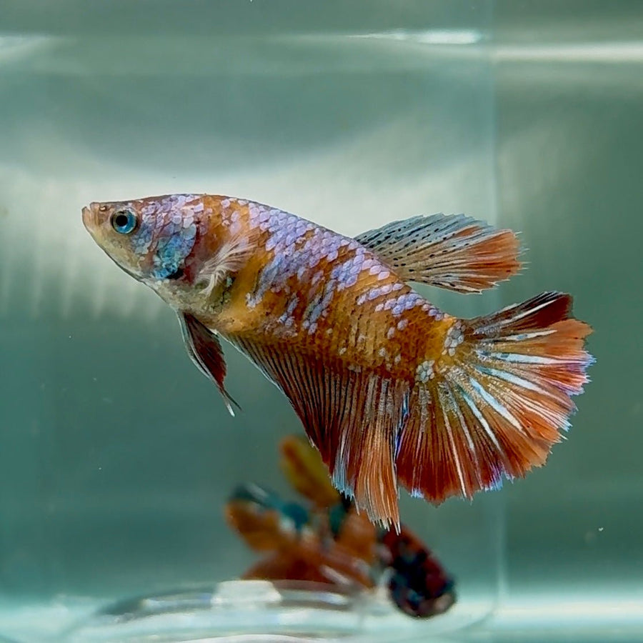 Halfmoon Koi Multicolor Female Betta Au81 Female betta