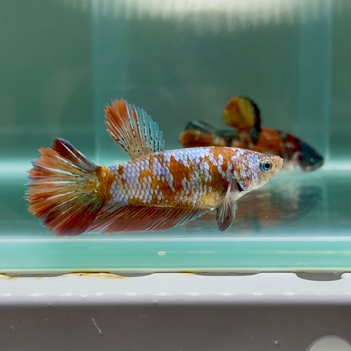 Halfmoon Koi Multicolor Female Betta #Au81