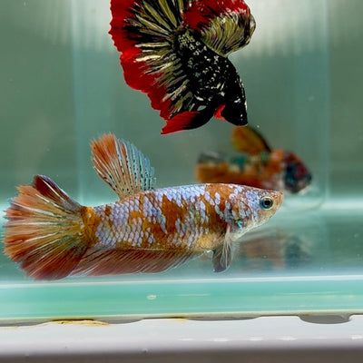 Halfmoon Koi Multicolor Female Betta Au81 Female betta