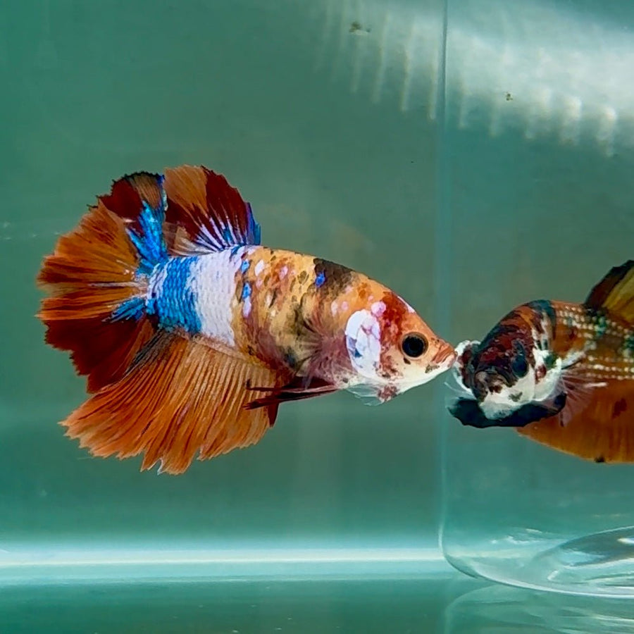 Halfmoon Koi Multicolor Female Betta Au83 Live Betta Fish Female betta