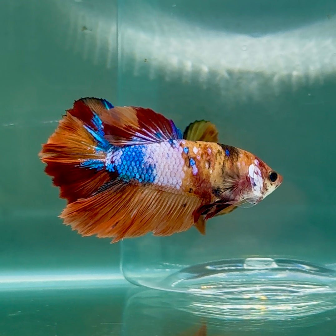 Halfmoon Koi Multicolor Female Betta Au83 Live Betta Fish Female betta
