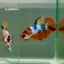 Halfmoon Koi Multicolor Female Betta Ju35 Female betta