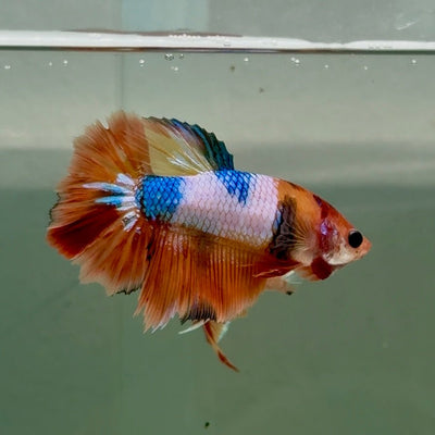 Halfmoon Koi Multicolor Female Betta Ju35 Female betta