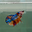 Halfmoon Koi Multicolor Female Betta Ju36 Female betta