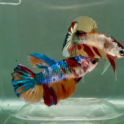 Halfmoon Koi Multicolor Female Betta Ju36 Female betta