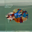 Halfmoon Koi Multicolor Female Betta Ju36 Female betta