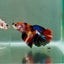 Halfmoon Koi Multicolor Female Betta Ju37 Live Betta Fish Female betta