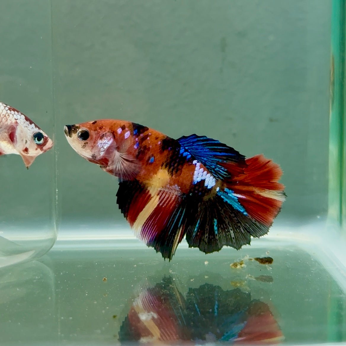 Halfmoon Koi Multicolor Female Betta Ju37 Live Betta Fish Female betta