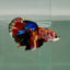Halfmoon Koi Multicolor Female Betta Ju37 Live Betta Fish Female betta