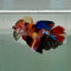 Halfmoon Koi Multicolor Female Betta Ju37 Live Betta Fish Female betta