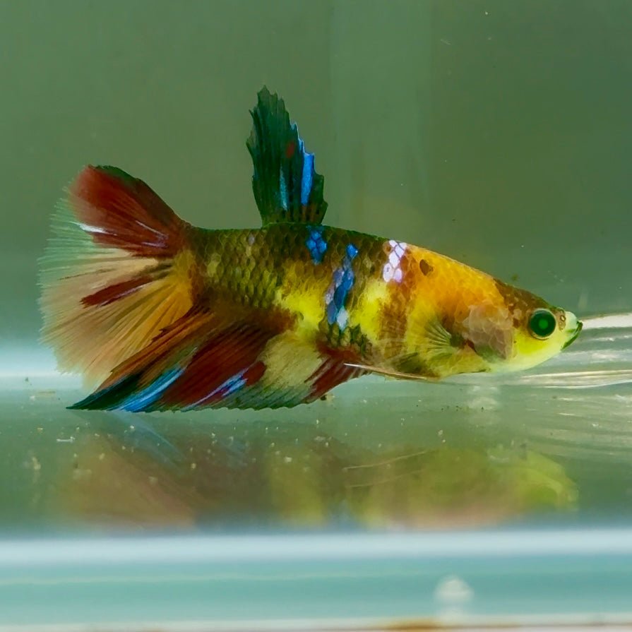 Halfmoon Koi Multicolor Green Eye Female Betta Jul13 Live Betta Fish Female betta