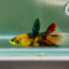 Halfmoon Koi Multicolor Green Eye Female Betta Jul13 Live Betta Fish Female betta