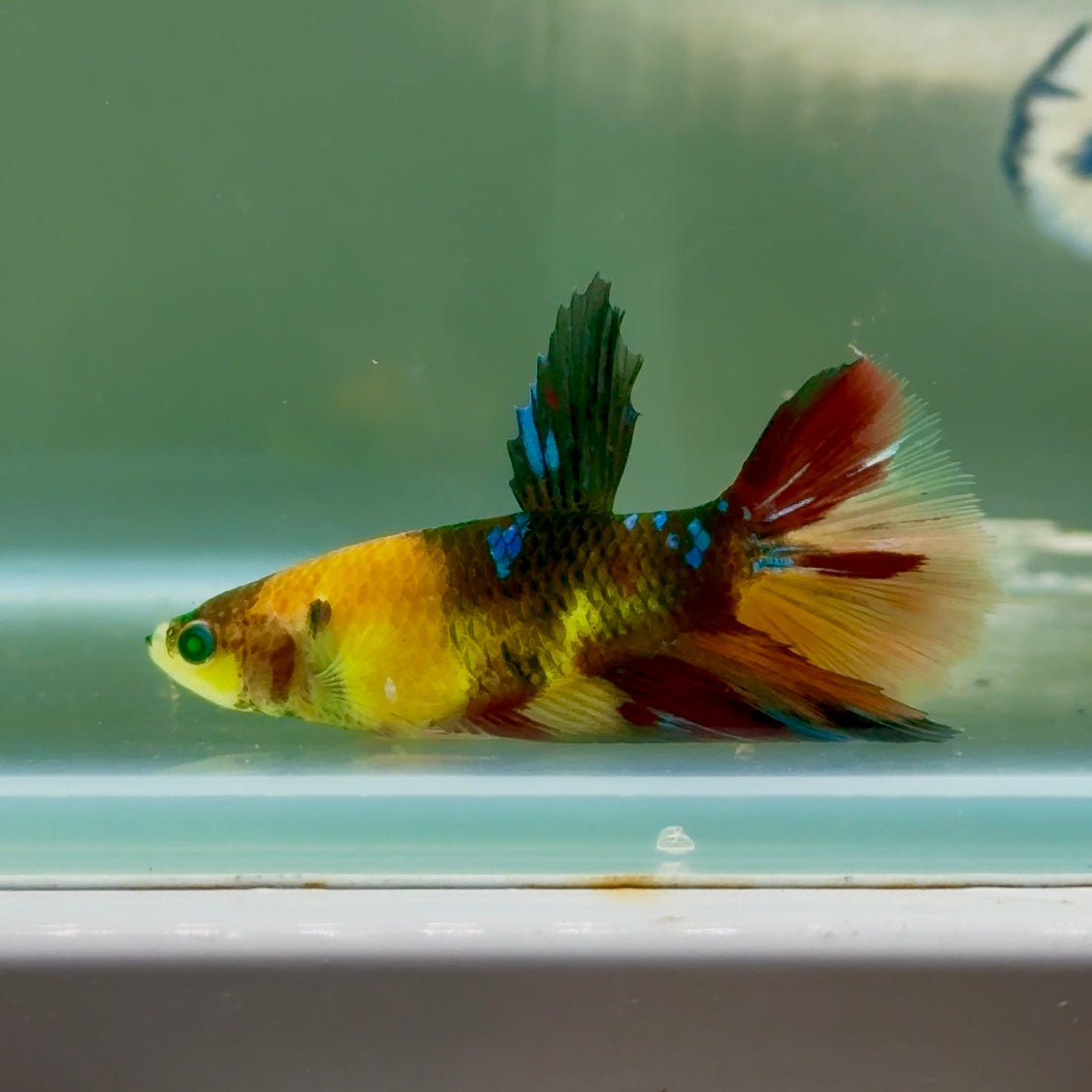 Halfmoon Koi Multicolor Green Eye Female Betta Jul13 Live Betta Fish Female betta