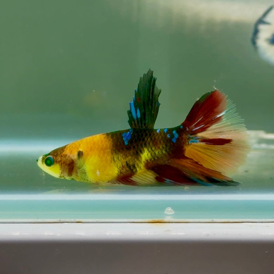 Halfmoon Koi Multicolor Green Eye Female Betta Jul13 Live Betta Fish Female betta