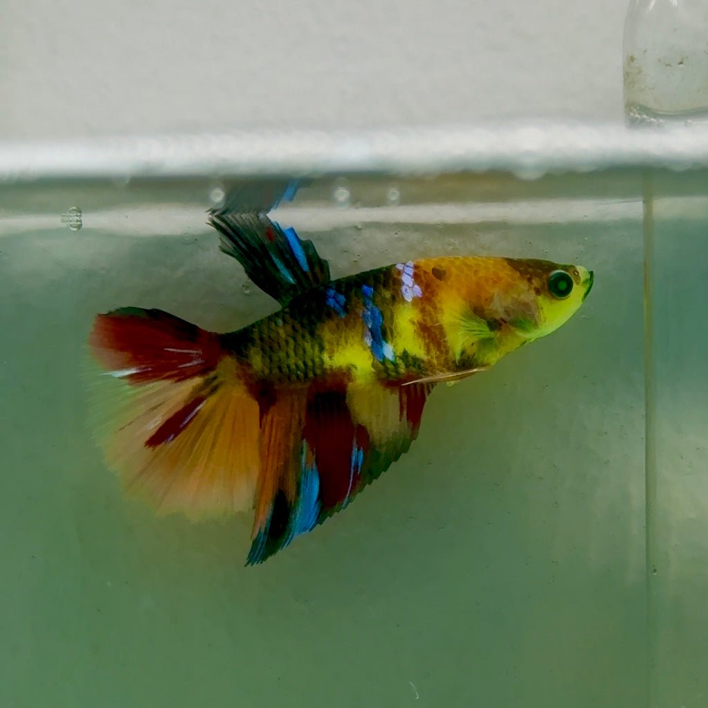 Halfmoon Koi Multicolor Green Eye Female Betta Jul13 Live Betta Fish Female betta
