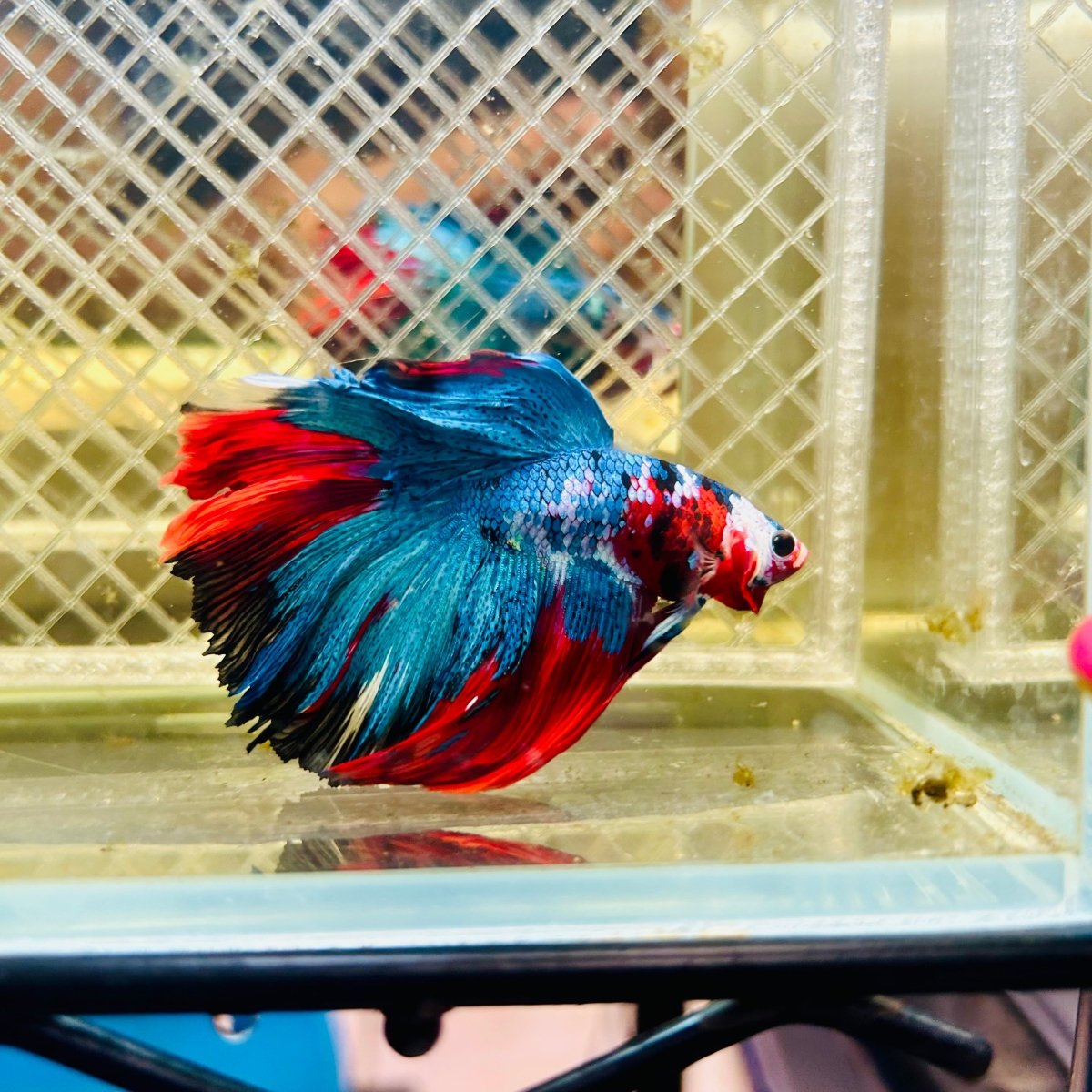 Halfmoon Koi Multicolor Male Betta #027
