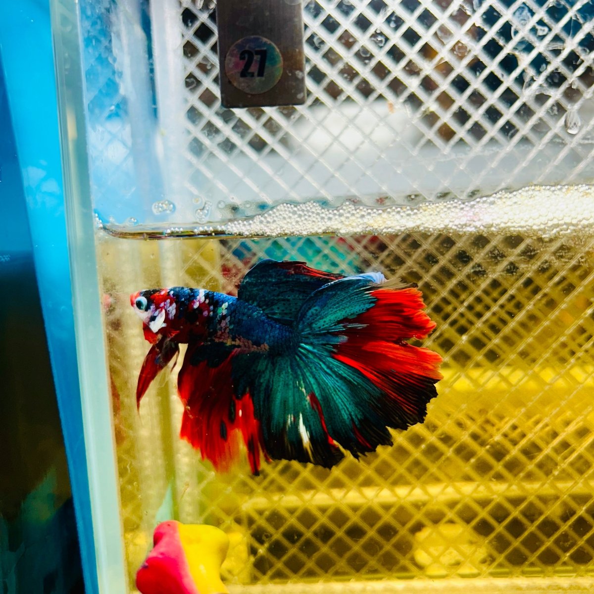 Halfmoon Koi Multicolor Male Betta 027 Male betta