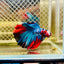 Halfmoon Koi Multicolor Male Betta 027 Male betta