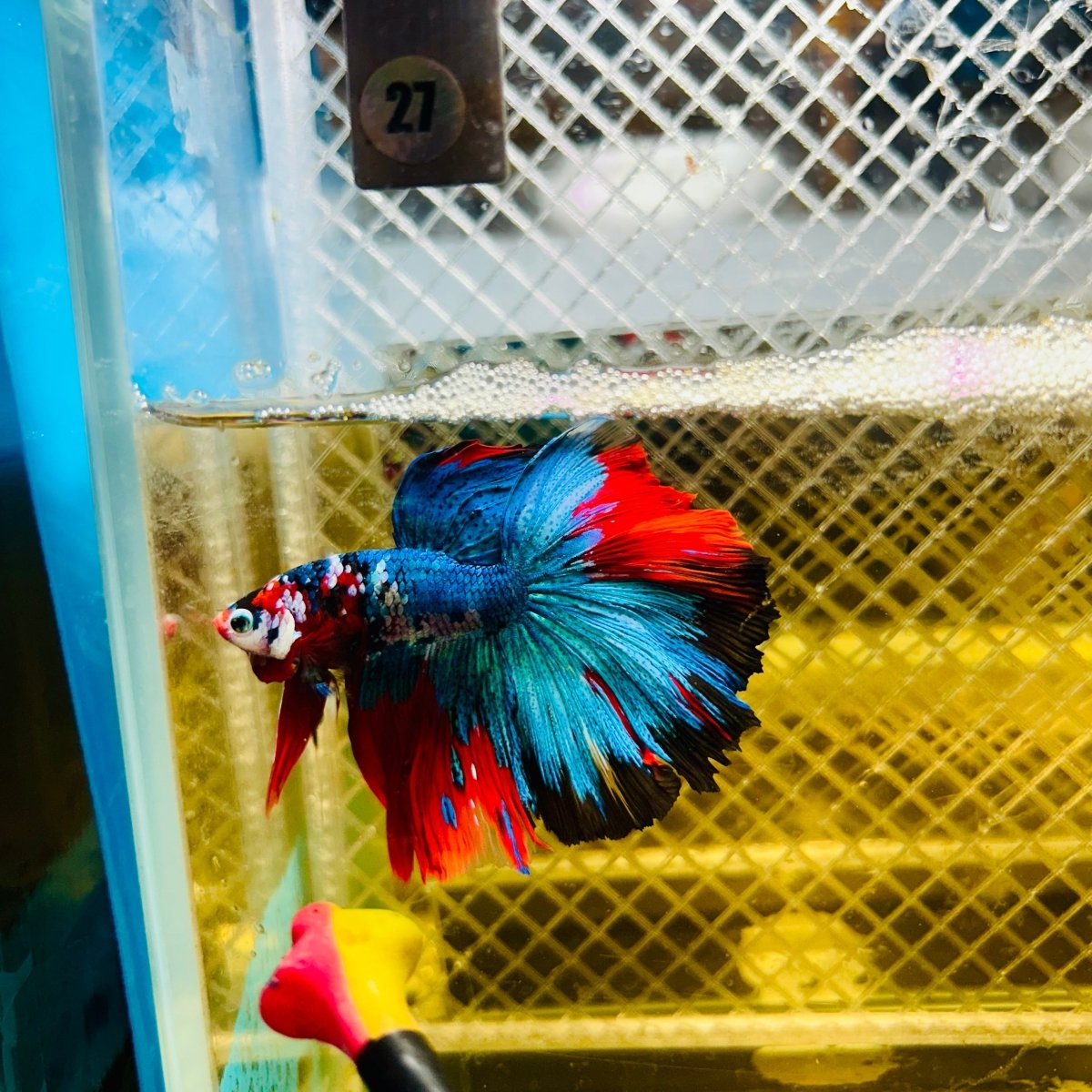 Halfmoon Koi Multicolor Male Betta 027 Male betta