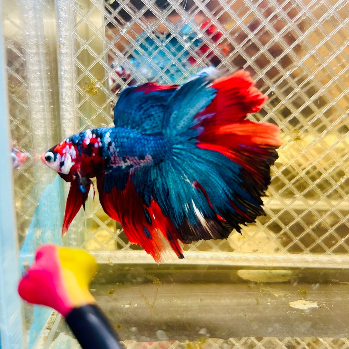 Halfmoon Koi Multicolor Male Betta 027 Male betta