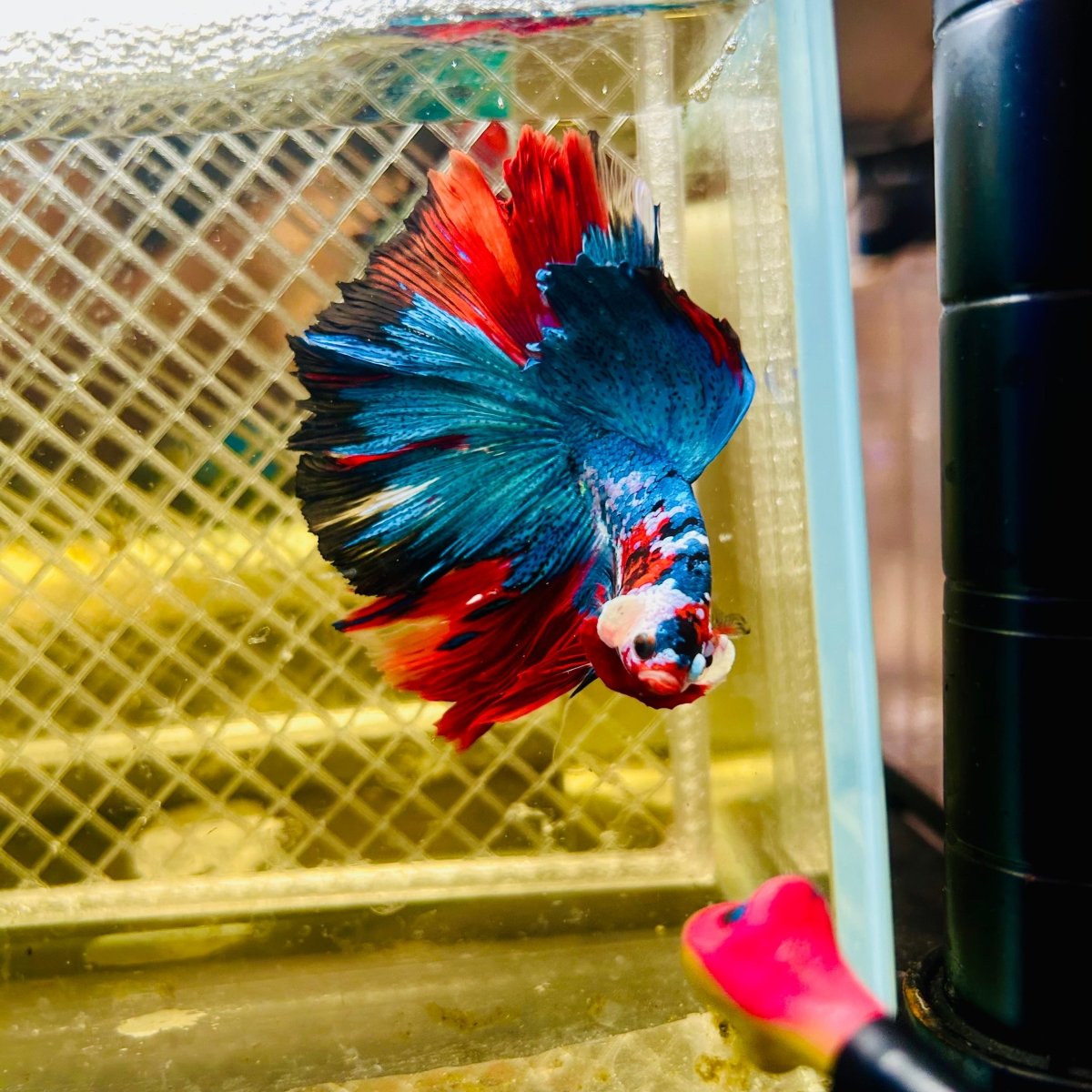 Halfmoon Koi Multicolor Male Betta 027 Male betta