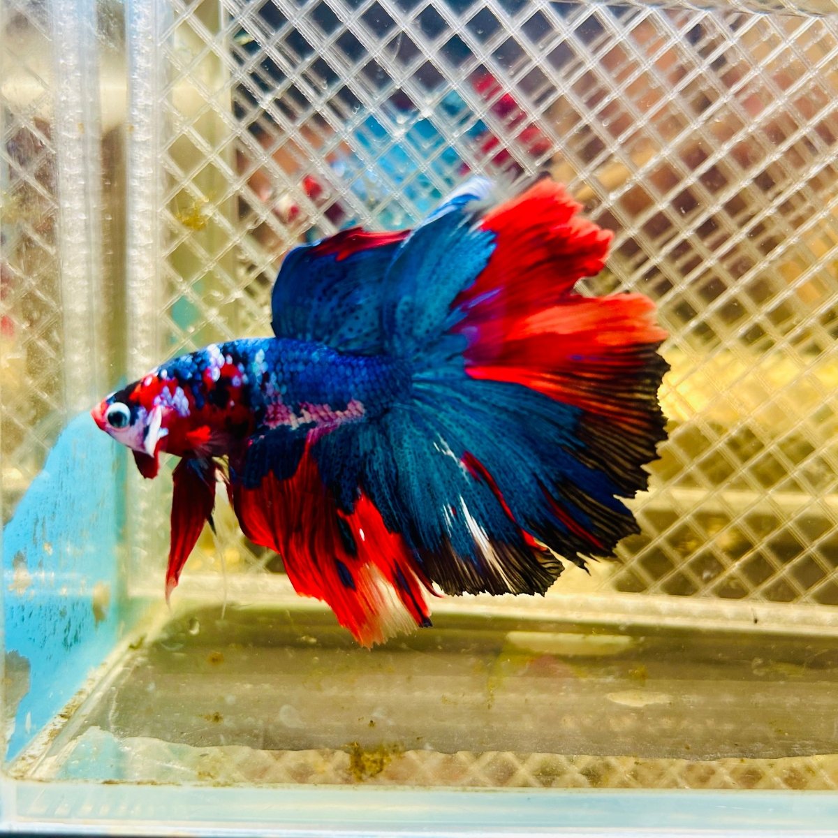 Halfmoon Koi Multicolor Male Betta 027 Male betta