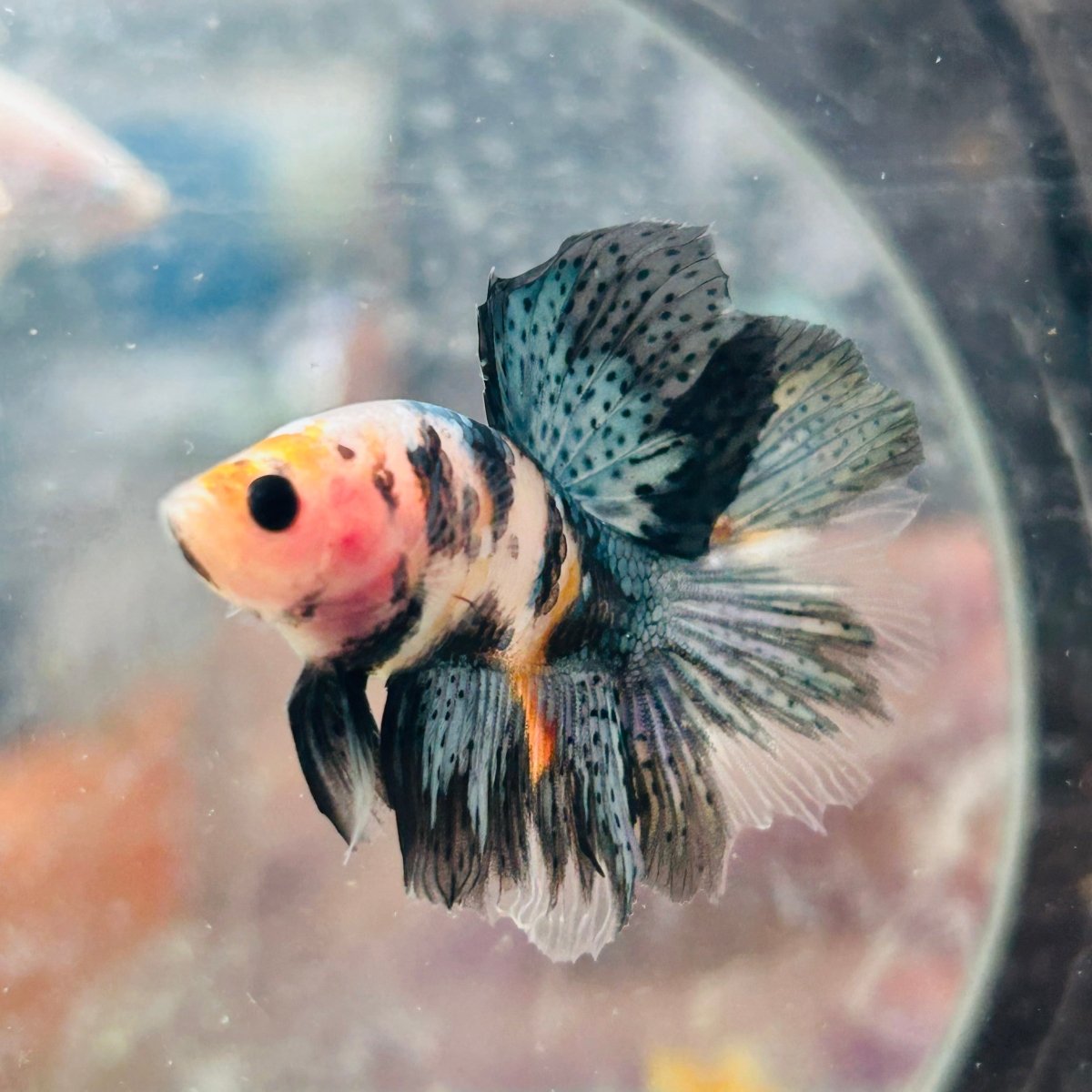Halfmoon Koi Multicolor Male Betta 122