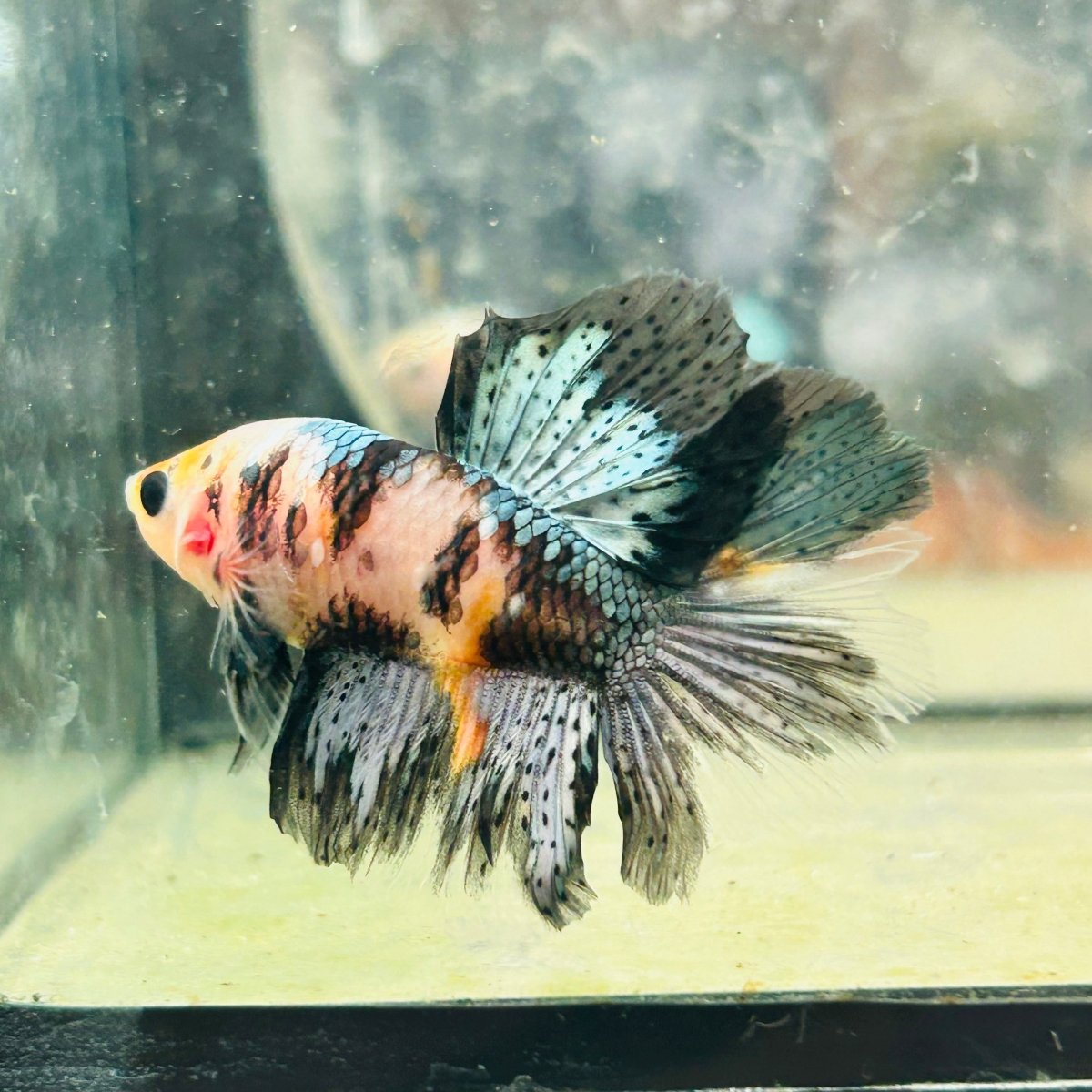 Halfmoon Koi Multicolor Male Betta 122