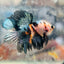Halfmoon Koi Multicolor Male Betta 122