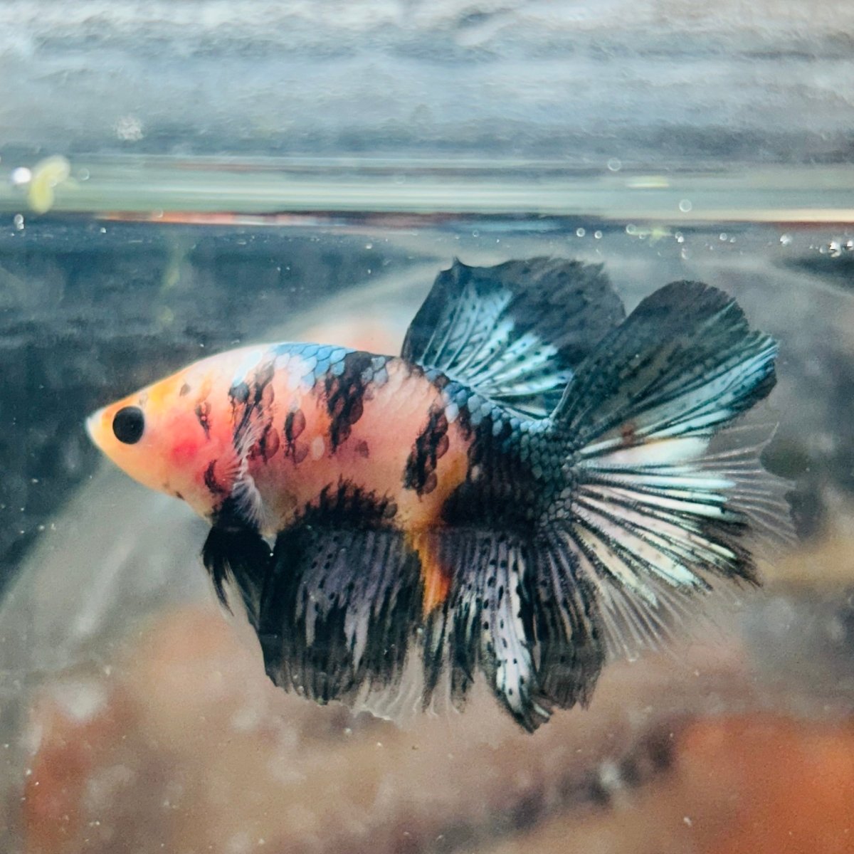 Halfmoon Koi Multicolor Male Betta 122