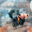 Halfmoon Koi Multicolor Male Betta 122