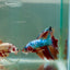 Halfmoon Koi Multicolor Male Betta Ju32 Male betta