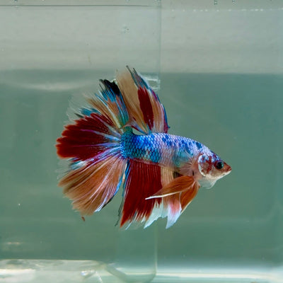 Halfmoon Koi Multicolor Male Betta Ju32 Male betta