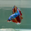 Halfmoon Koi Multicolor Male Betta Ju32 Male betta