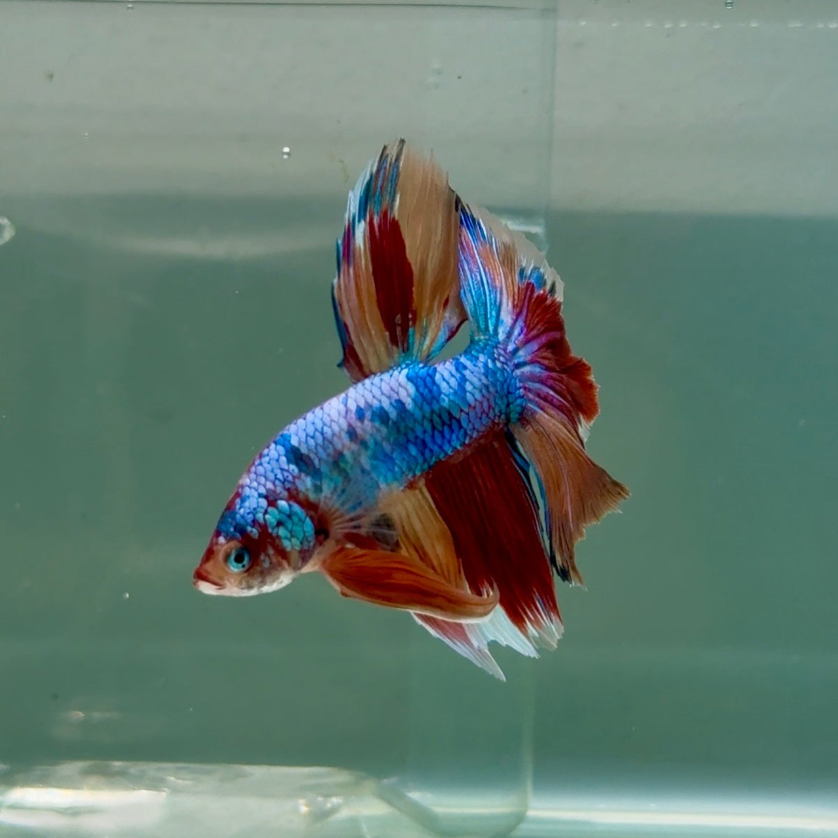 Halfmoon Koi Multicolor Male Betta Ju32 Male betta